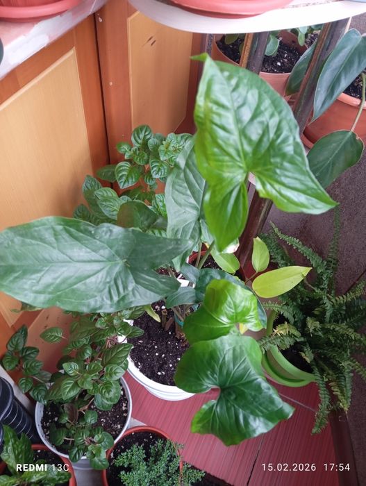 Продам цветы комнатные