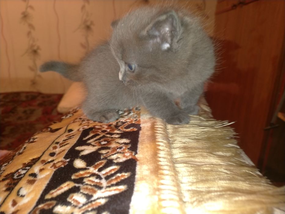 Отдам милых котят в добрые руки.