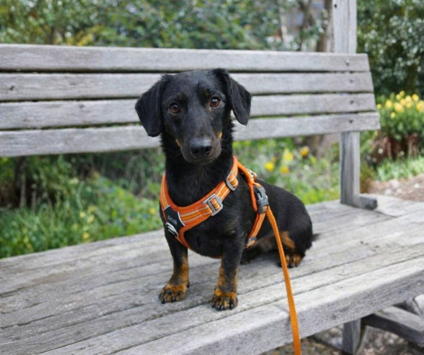 Спасённый такса ищет дом