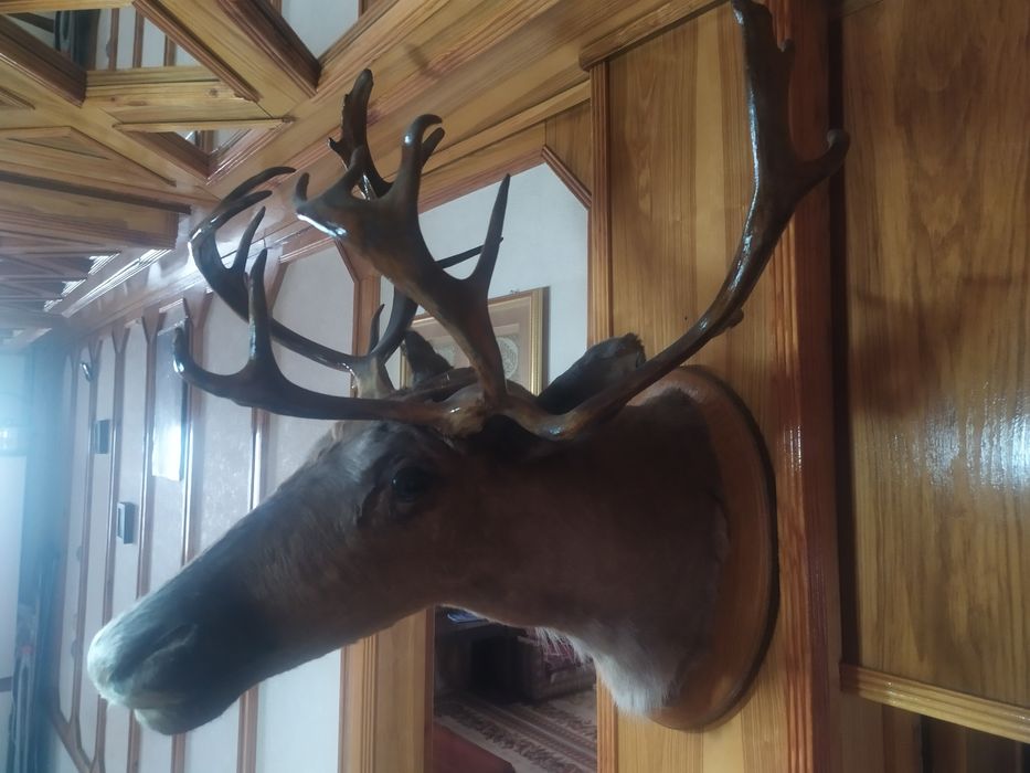 Чучело Олена натуралний