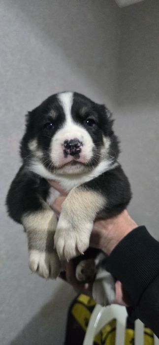 Срочно Щенки Алабая, 25 дней