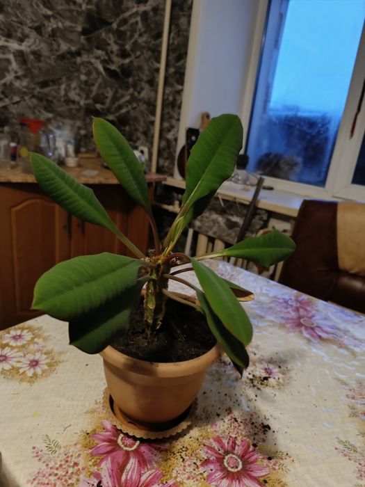 Продаются комнатные цветы