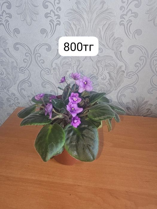 Продам комнатные цветы