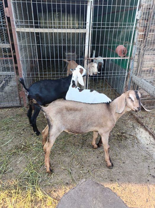 Vând Țapi Anglonubieni in vârsta de 3 luni și jumătate. Preț 1200 lei