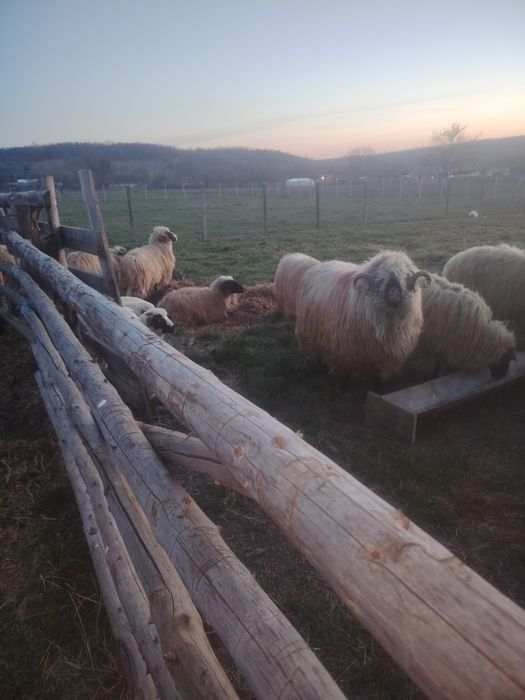 Vînd berbec bucalau