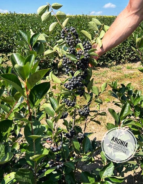 Butasi aronia anul 6( pe rod cu radacini  puternice)
