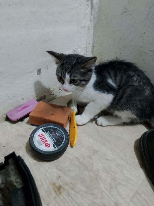 Отдам даром котенка