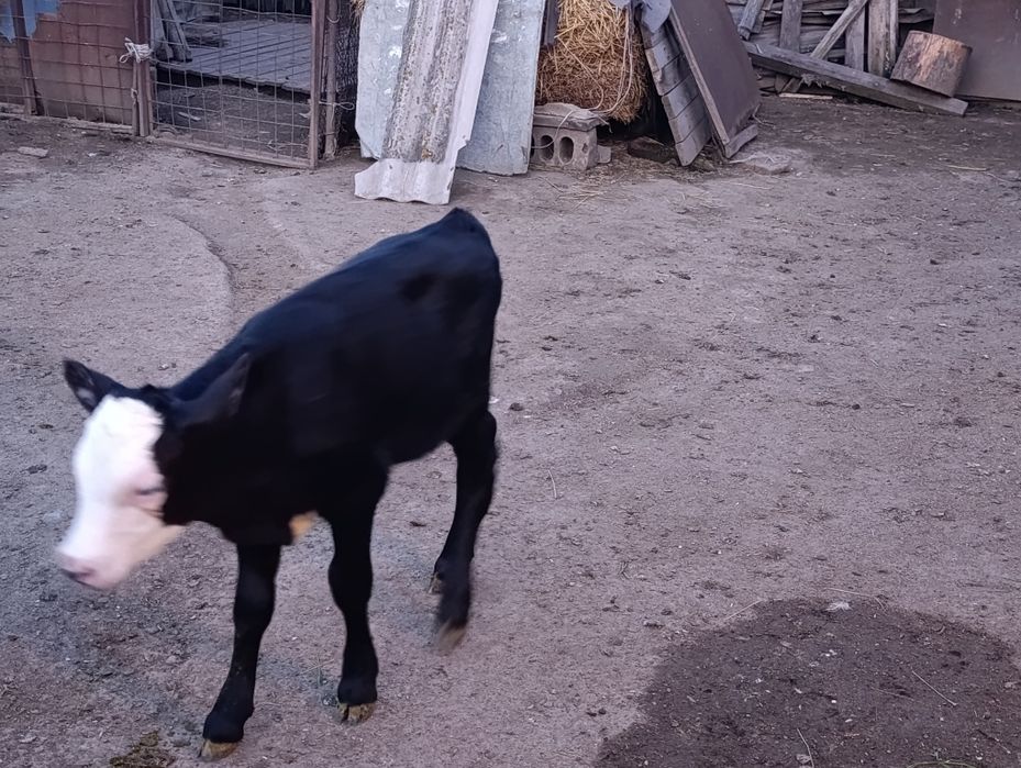 Продам двух бычков