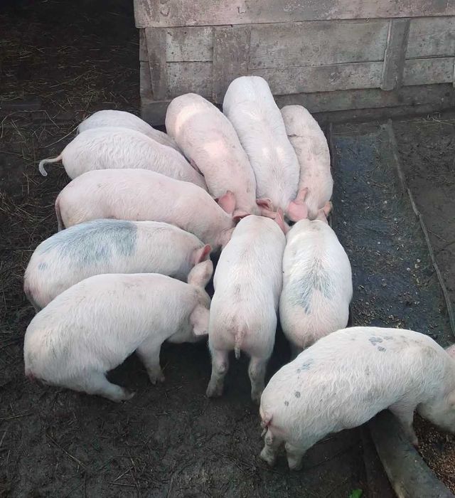 Продавам малки прасета