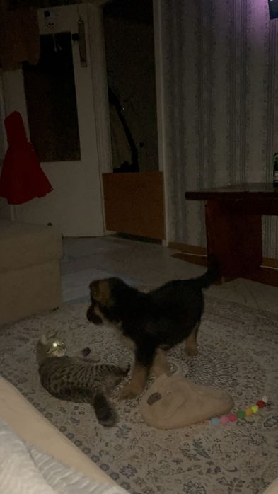 Продам щенка немецкой овчарки (2мес,девочка)