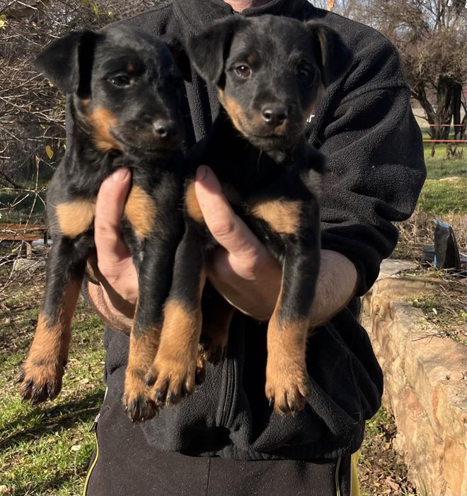 Ягдтериер кученца