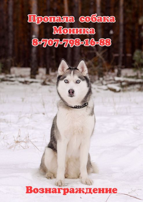 Пропала собака хаски