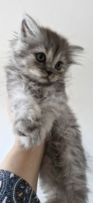 Scottish Fold ва Scottish Straight мушук болалари сотилади
