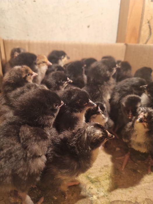 qora jo‘jalar sotiladi