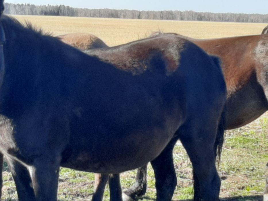 Продам лошадей в табуне.