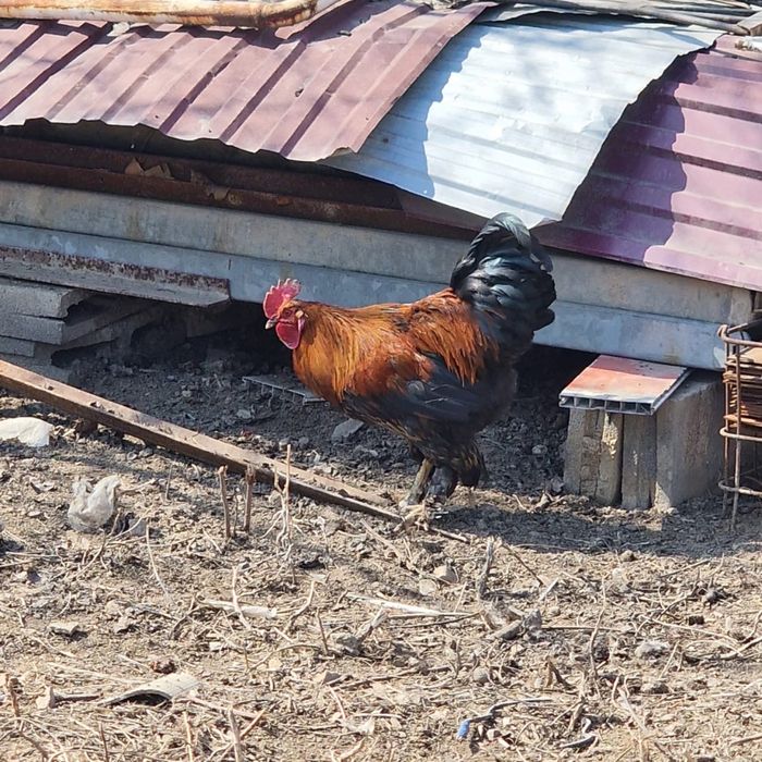 Продам петухов молодых