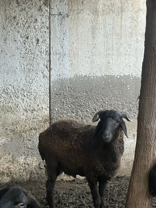 Qurbonlikka qoʻchqorla bor