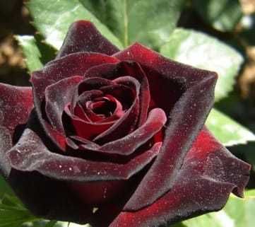 Саженцы сибирских роз