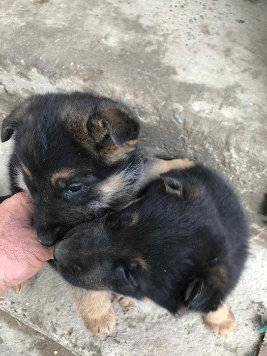 Щенки Европейской Овчарки