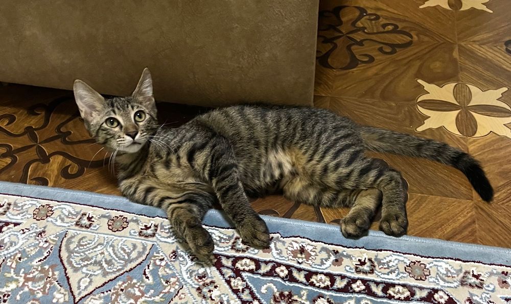 Отдам котенка даром