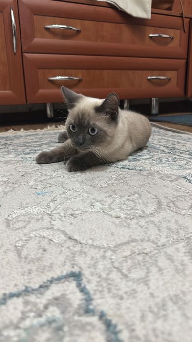 Продам кота 6-7 месяцев