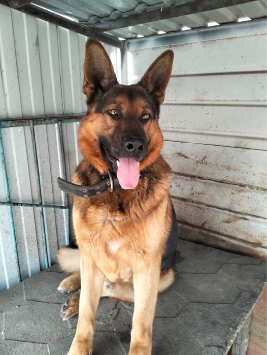 Щенки немецкой овчарки