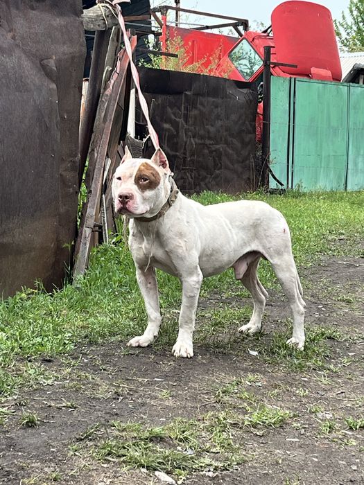 Продается пит мальчик