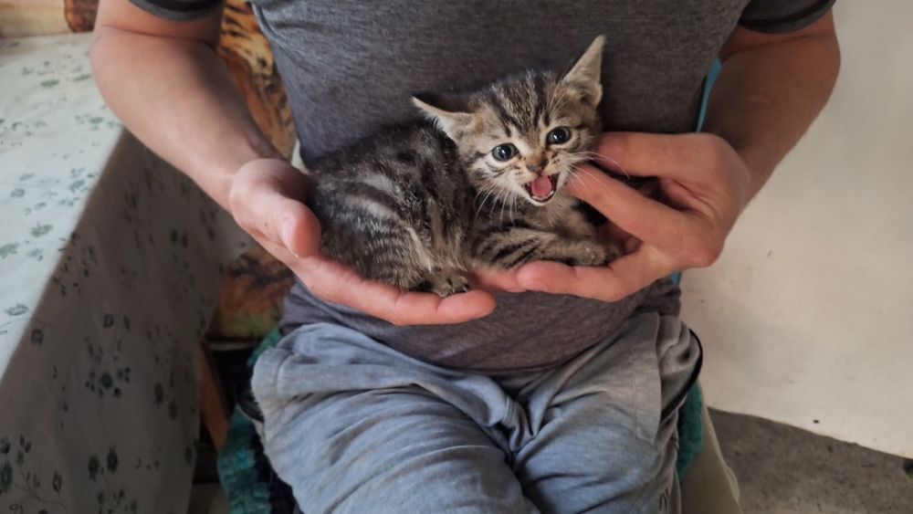 Отдадим котёнка 1мес мальчик