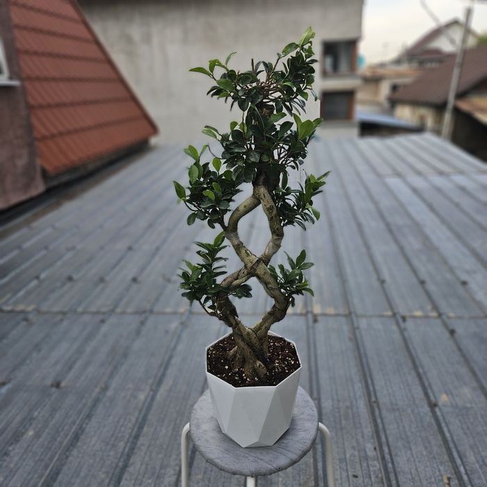 Бонсай и фикус мокламе