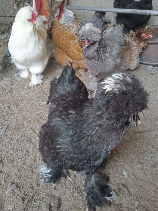 Troyka brama tuxum lari sotiladi