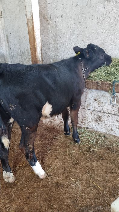 Vând tăuraș de 3 luni și vițică de 3 luni jumate