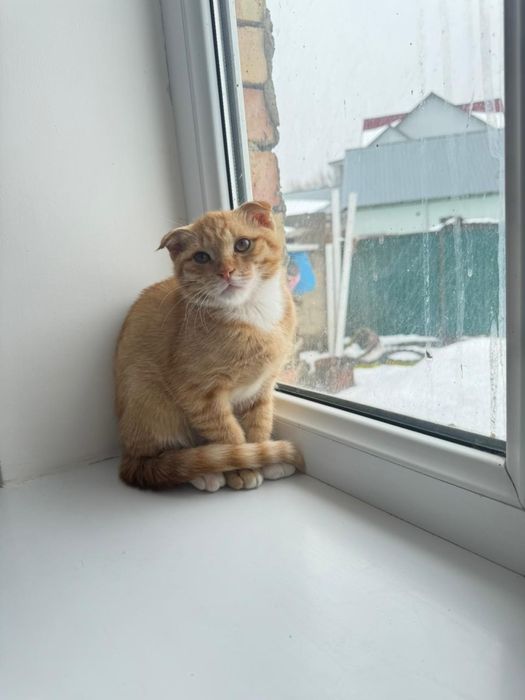 Шатланский висяухи