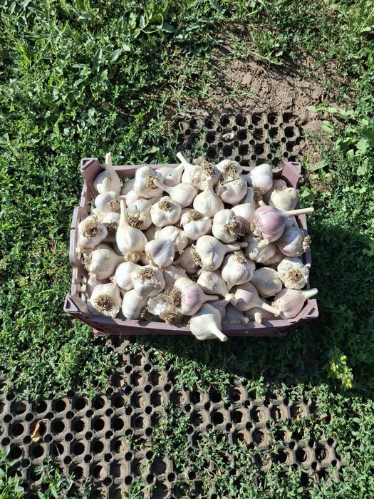 Продам Чеснок домашний