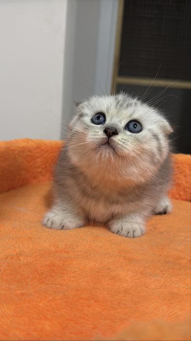 Шотландский вислоухий котенок!