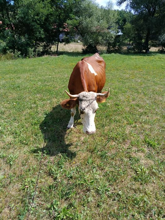 Vaca baltata 7 ani cu lapte
