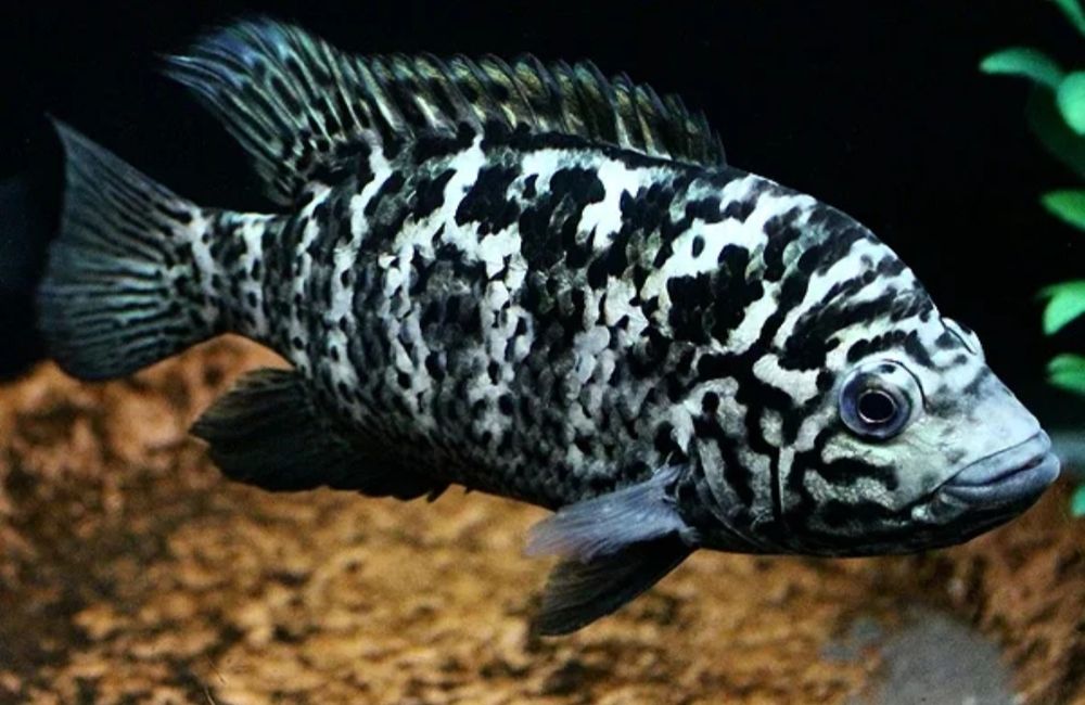 Продаю аквариумную рыбку