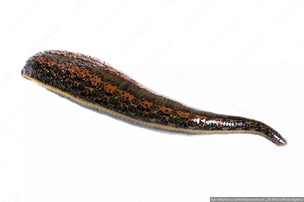 Zuluk  пиявки optom