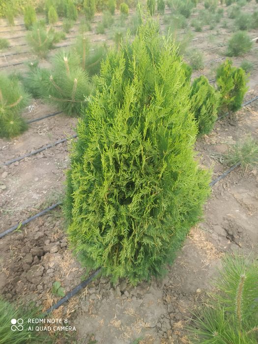 Продам Туя книжка