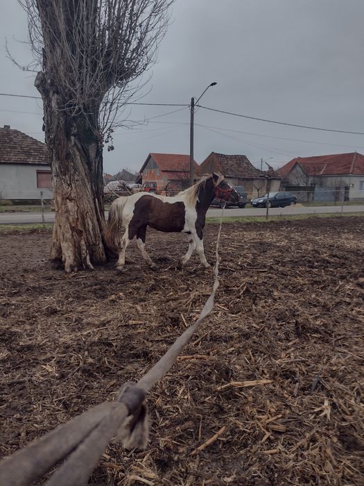 Mânză tărcată de vânzare