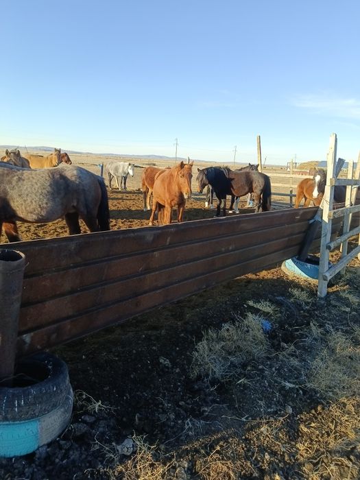 Биелер сатамын/ Продам кобыл