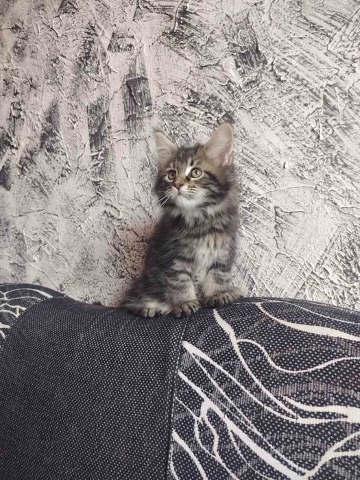 Чистокръвни котета Мейн Кун, Мейн Куун