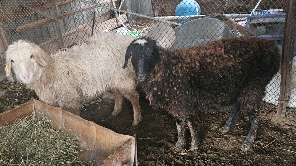 Семиз 2 токты сатылады