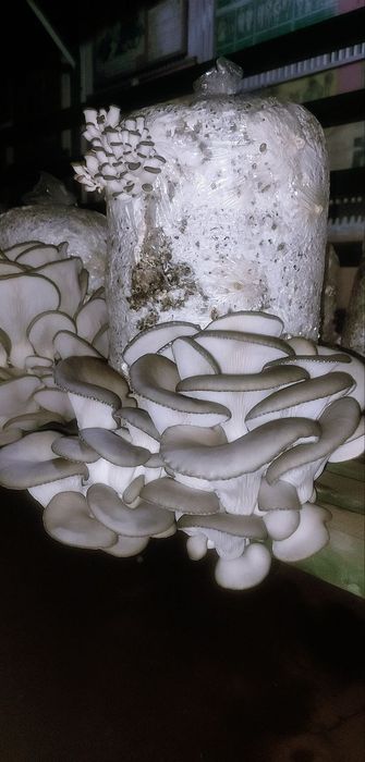 Qo'ziqorin urug'i ,Семена мицелий Грибов вешинки  КА 17 штп