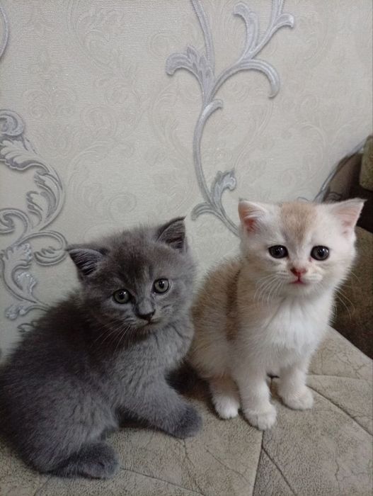 Шиншилла девочка