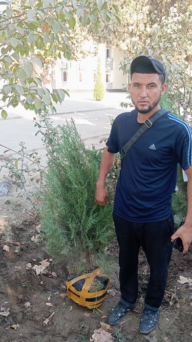 Archa kuchatlar optim