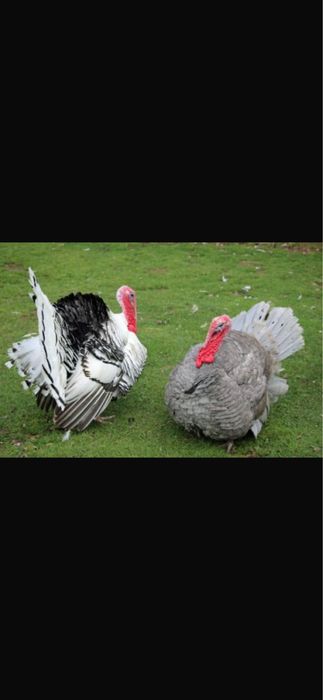 В продаже индюшиное яйцо биг 6