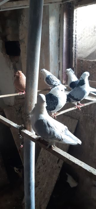 Porumbei zburatori,jucatori,misirli si maria stuard.