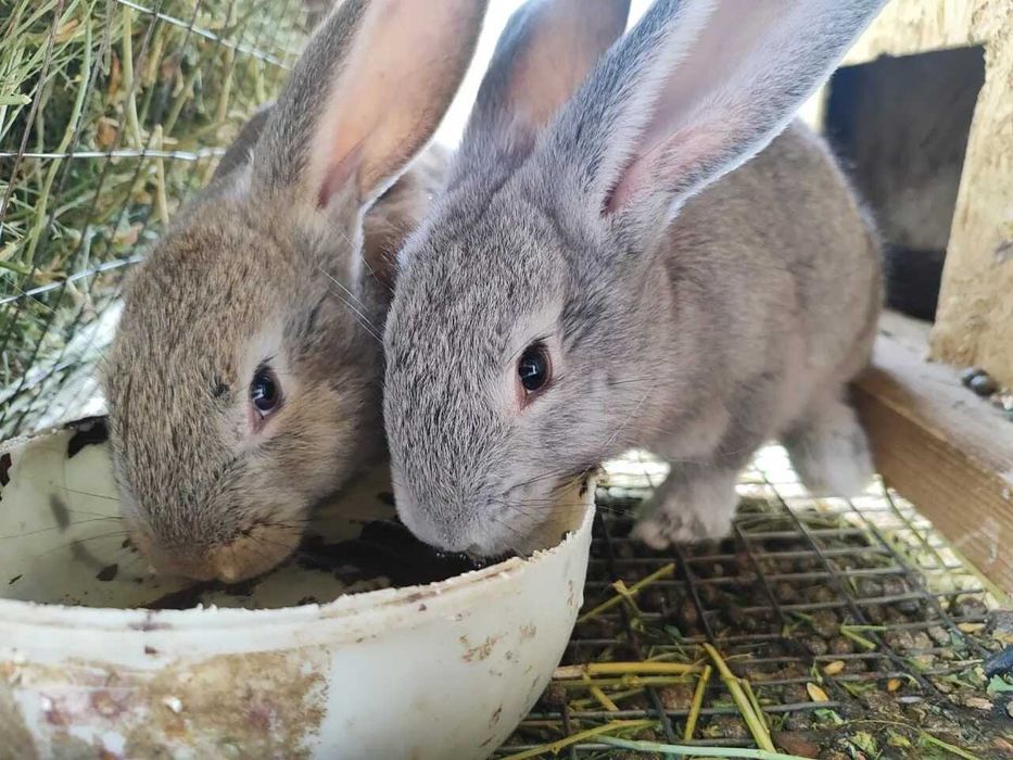 продам кролят  разных