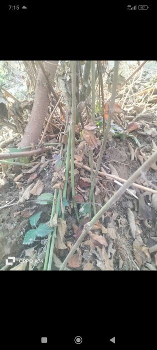 Ejevika kochat sotiladi xosildarligi juda zor tikonsiz!