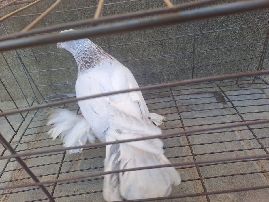 Голубка челкарка,летняя